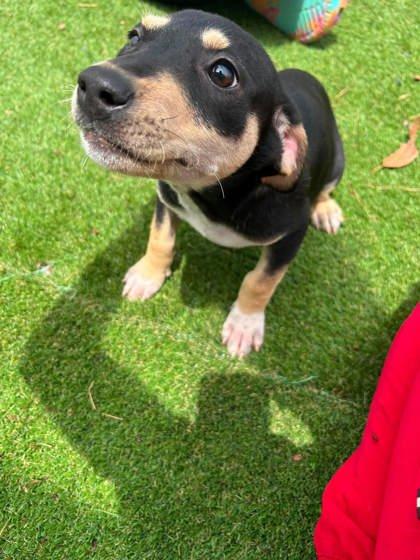 Enlarge Mel, a Adoptable mixed breed in Paducah, KY image 2/2