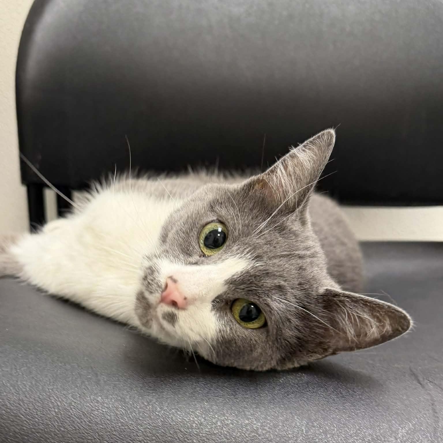 Dolly, ADOPTABLE, Adult Female Domestic Short Hair.