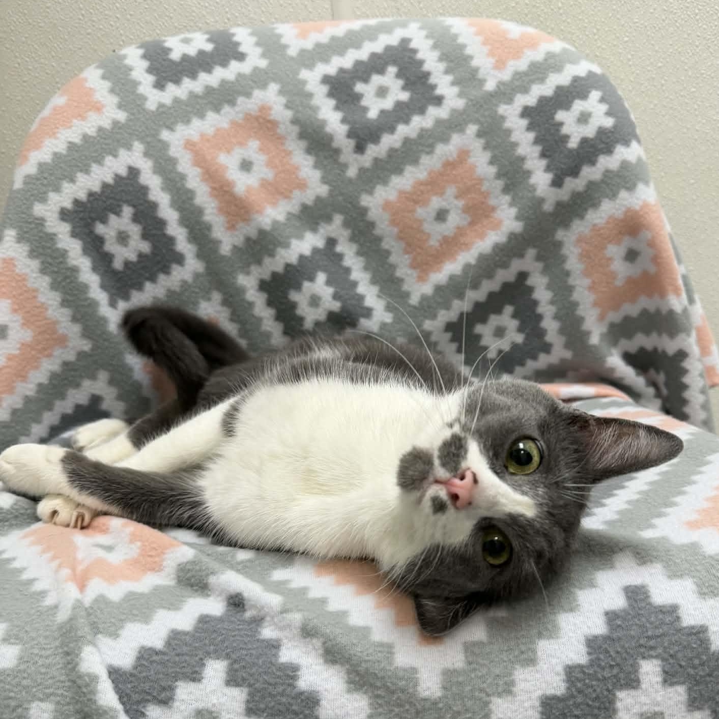 Enlarge Dolly, a ADOPTABLE Domestic Short Hair in Martinsville, IN image 2/5