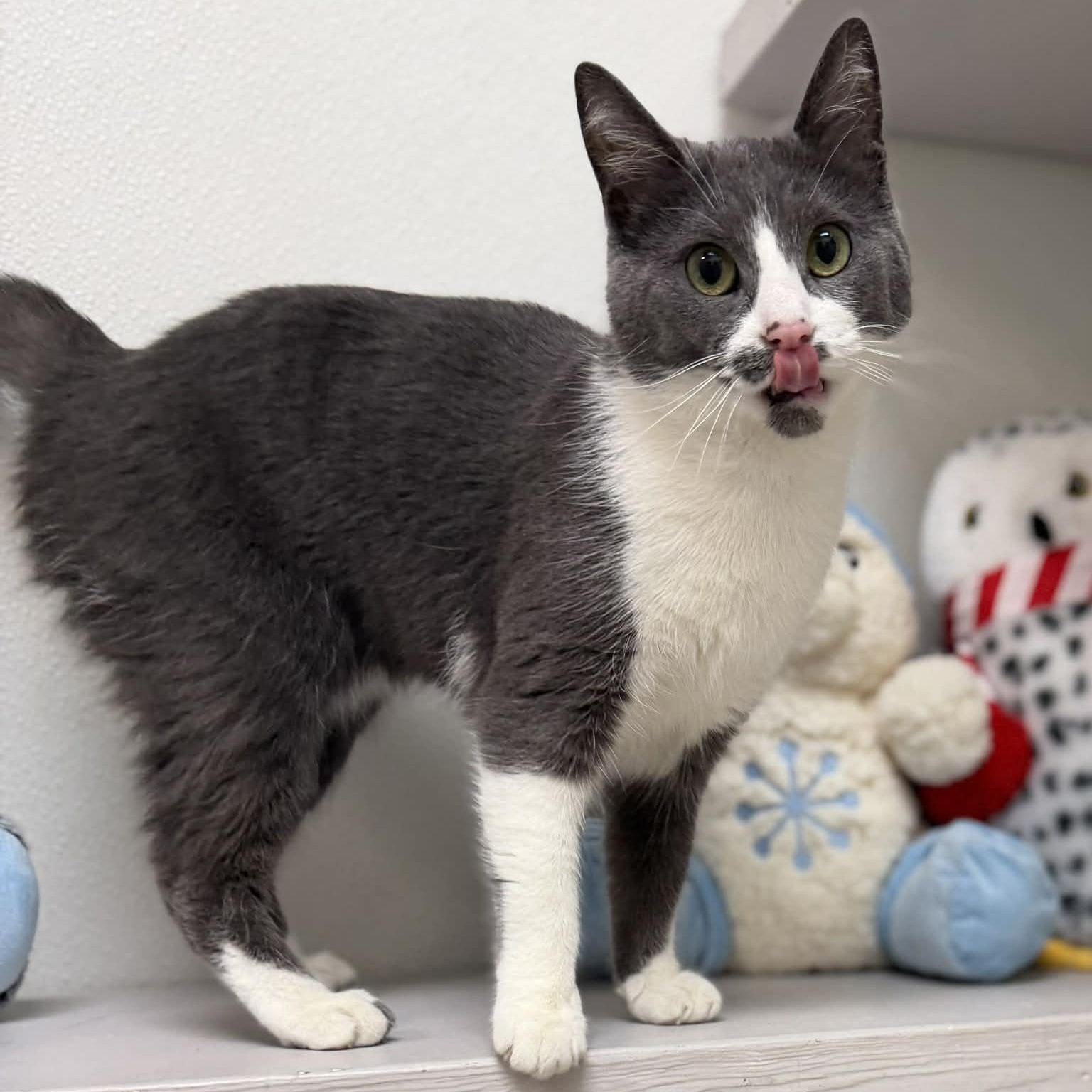 Enlarge Dolly, a ADOPTABLE Domestic Short Hair in Martinsville, IN image 5/5