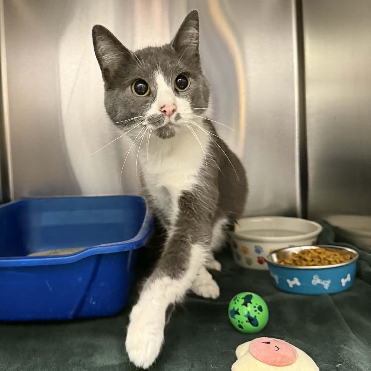 Enlarge Dolly, a ADOPTABLE Domestic Short Hair in Martinsville, IN image 3/5