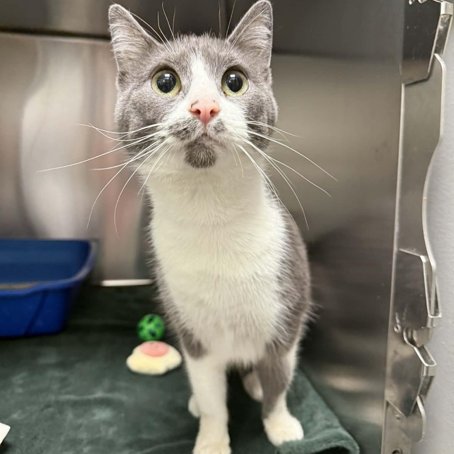 Enlarge Dolly, a ADOPTABLE Domestic Short Hair in Martinsville, IN image 4/5