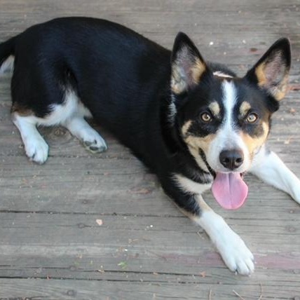 Bella, Young Female Corgi