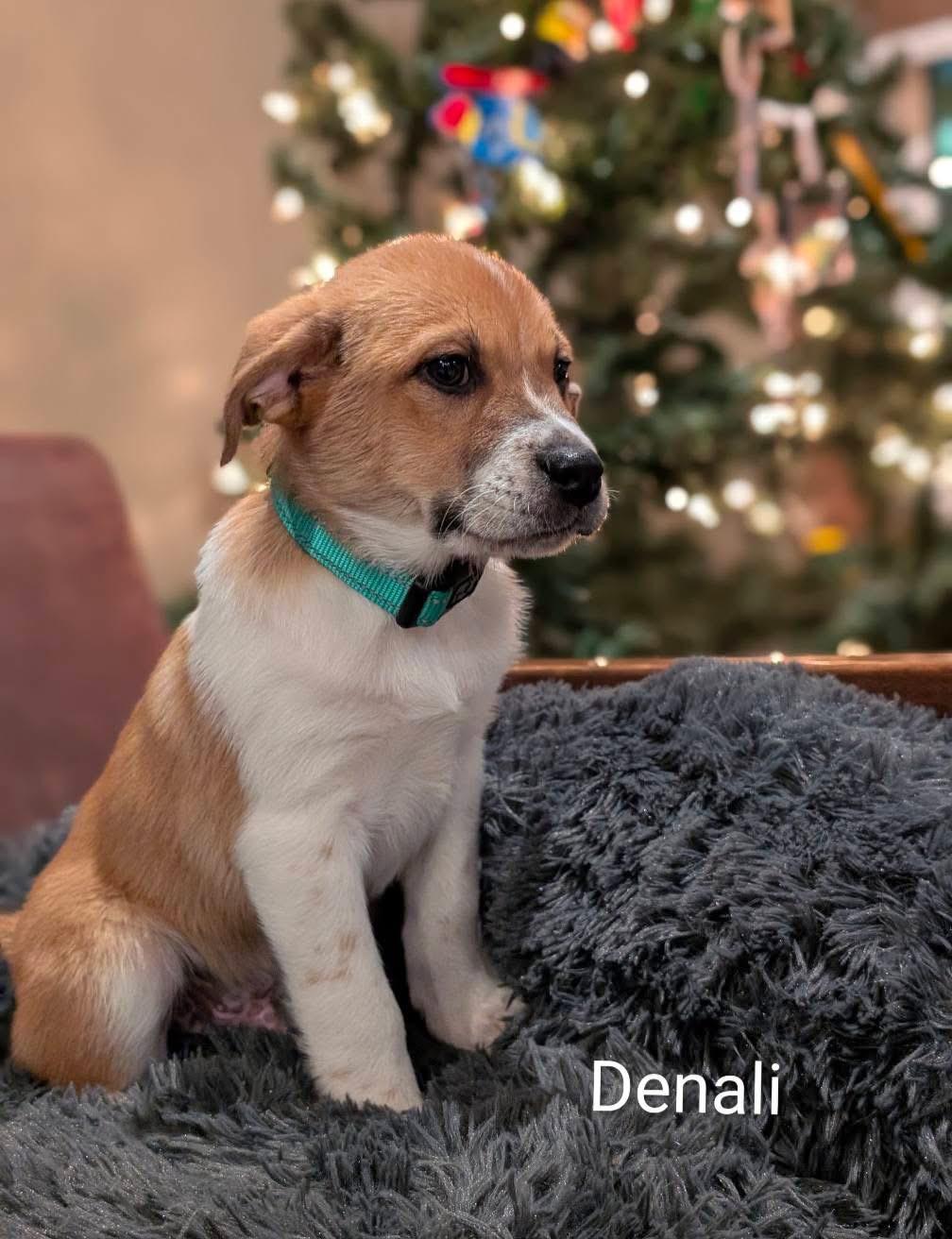 Enlarge Denali, a ADOPTABLE mixed breed in Spring hill, TN image 2/2