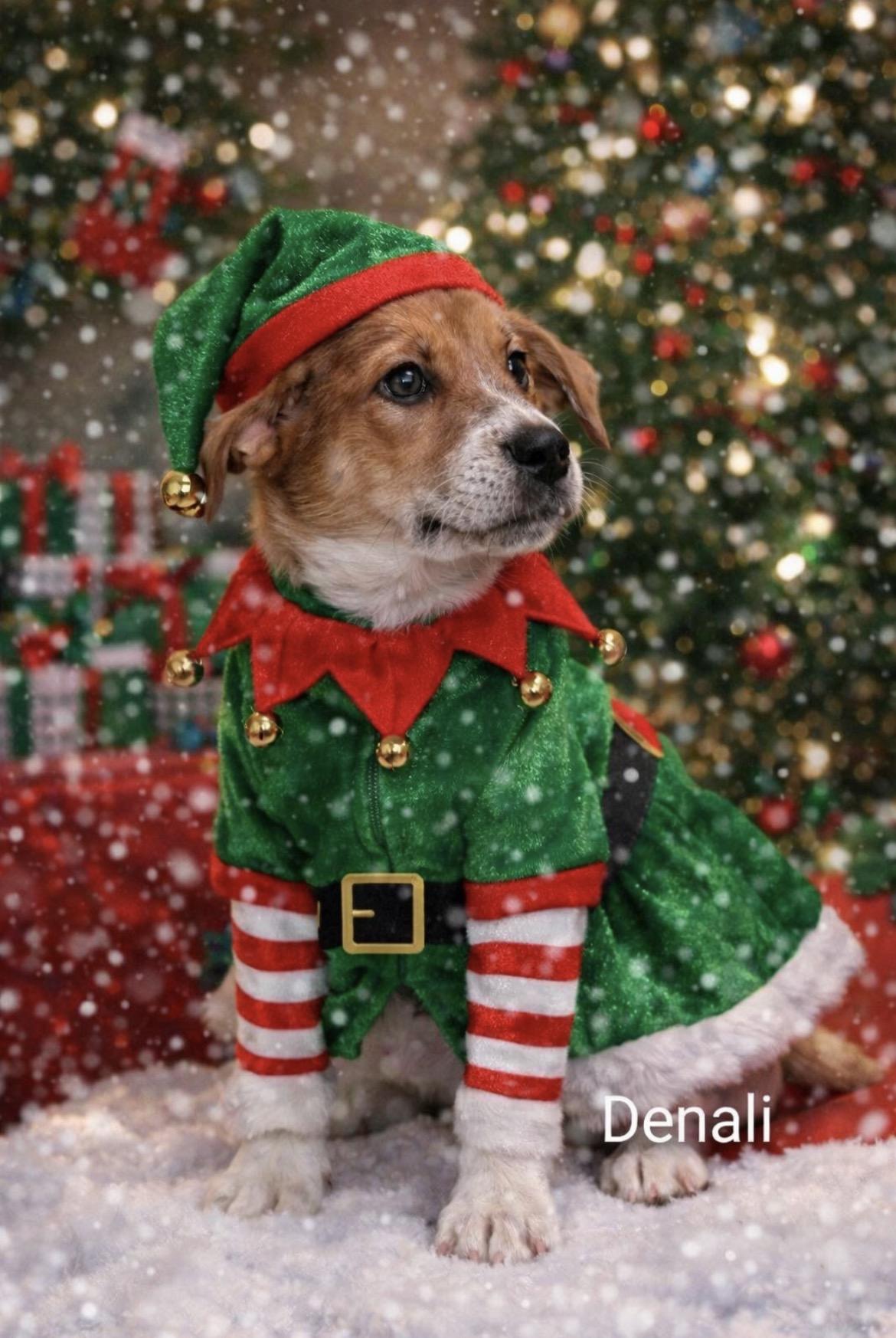 Enlarge Denali, a ADOPTABLE mixed breed in Spring hill, TN image 1/2