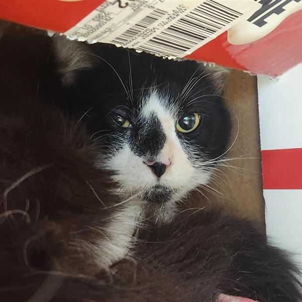 Wonka, Adoptable, Adult Male Domestic Short Hair.