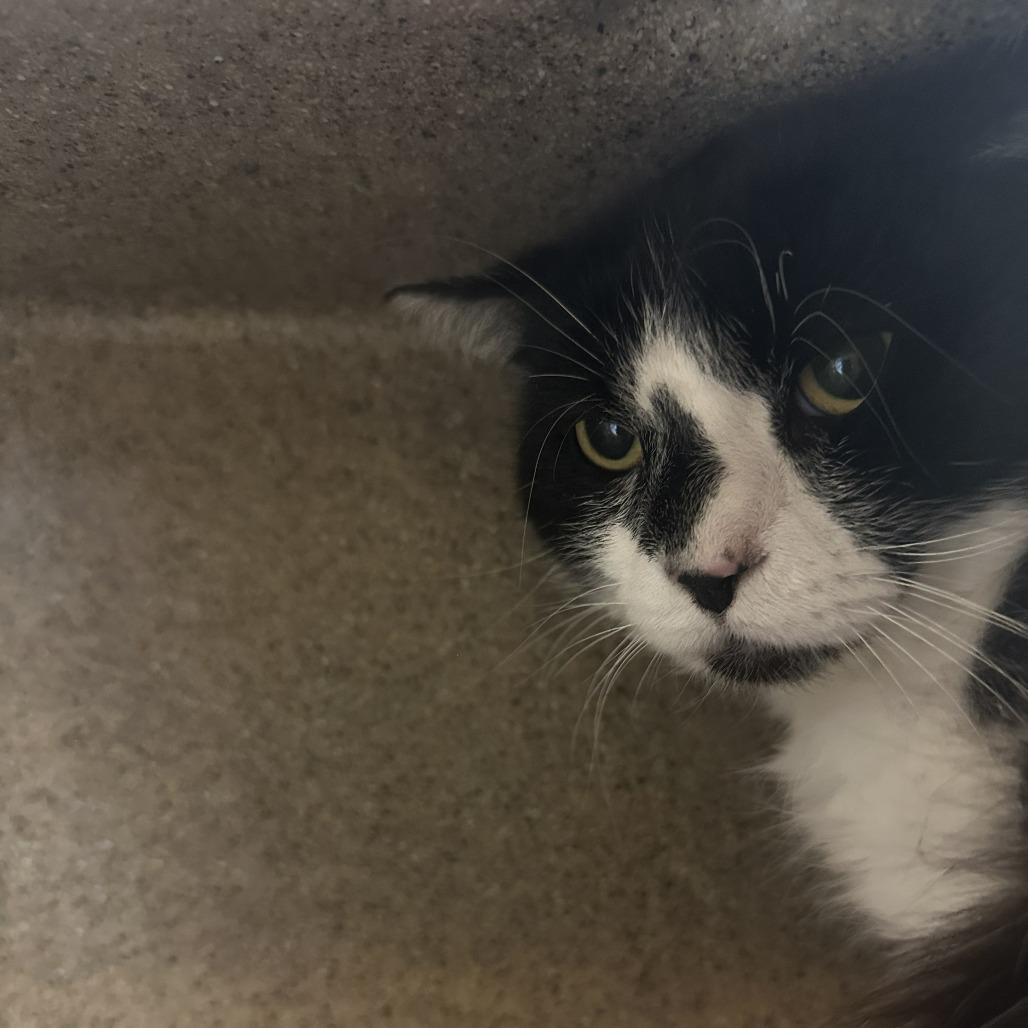 Enlarge Wonka, a Adoptable Domestic Short Hair in Tacoma, WA image 2/2