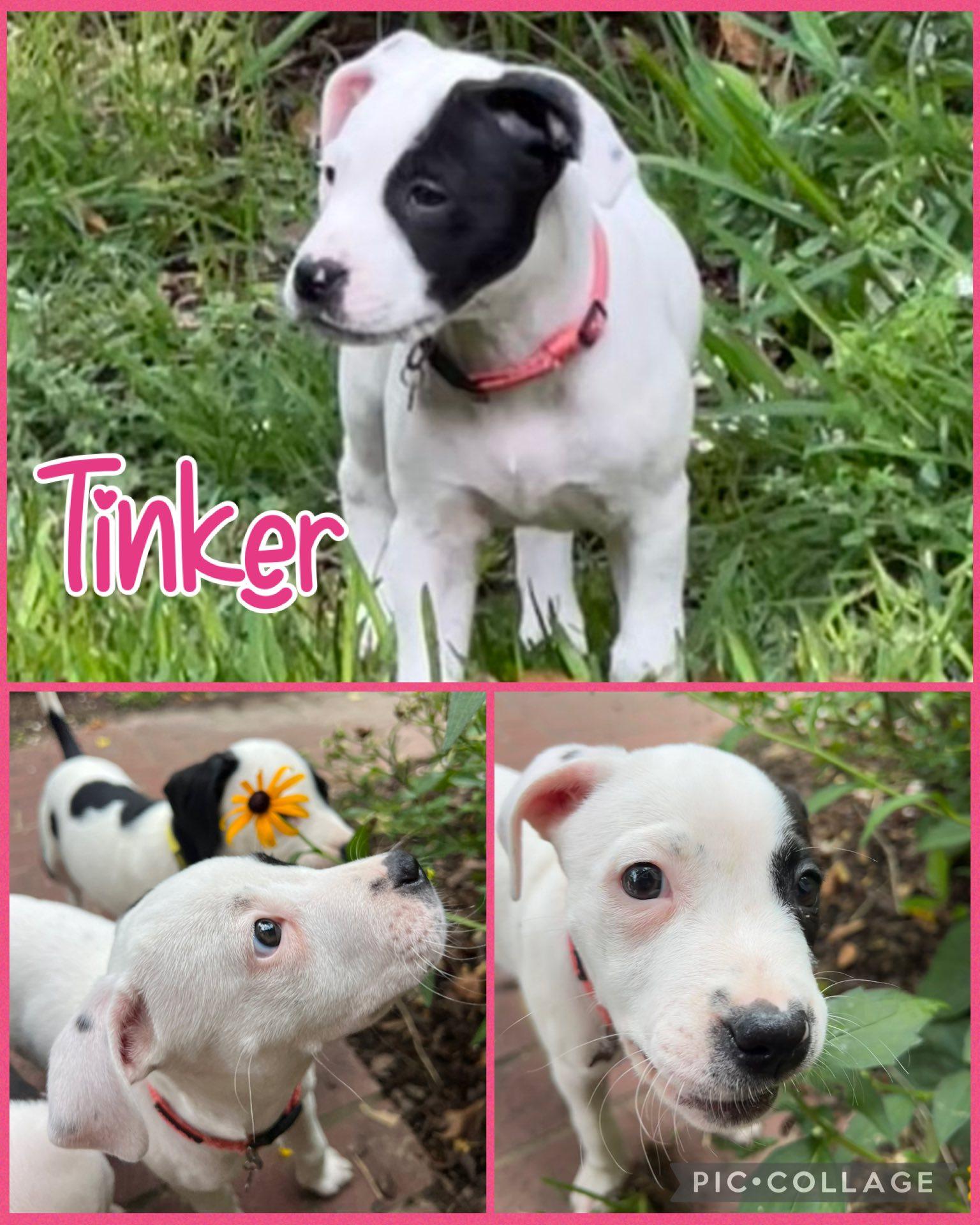 Tinker