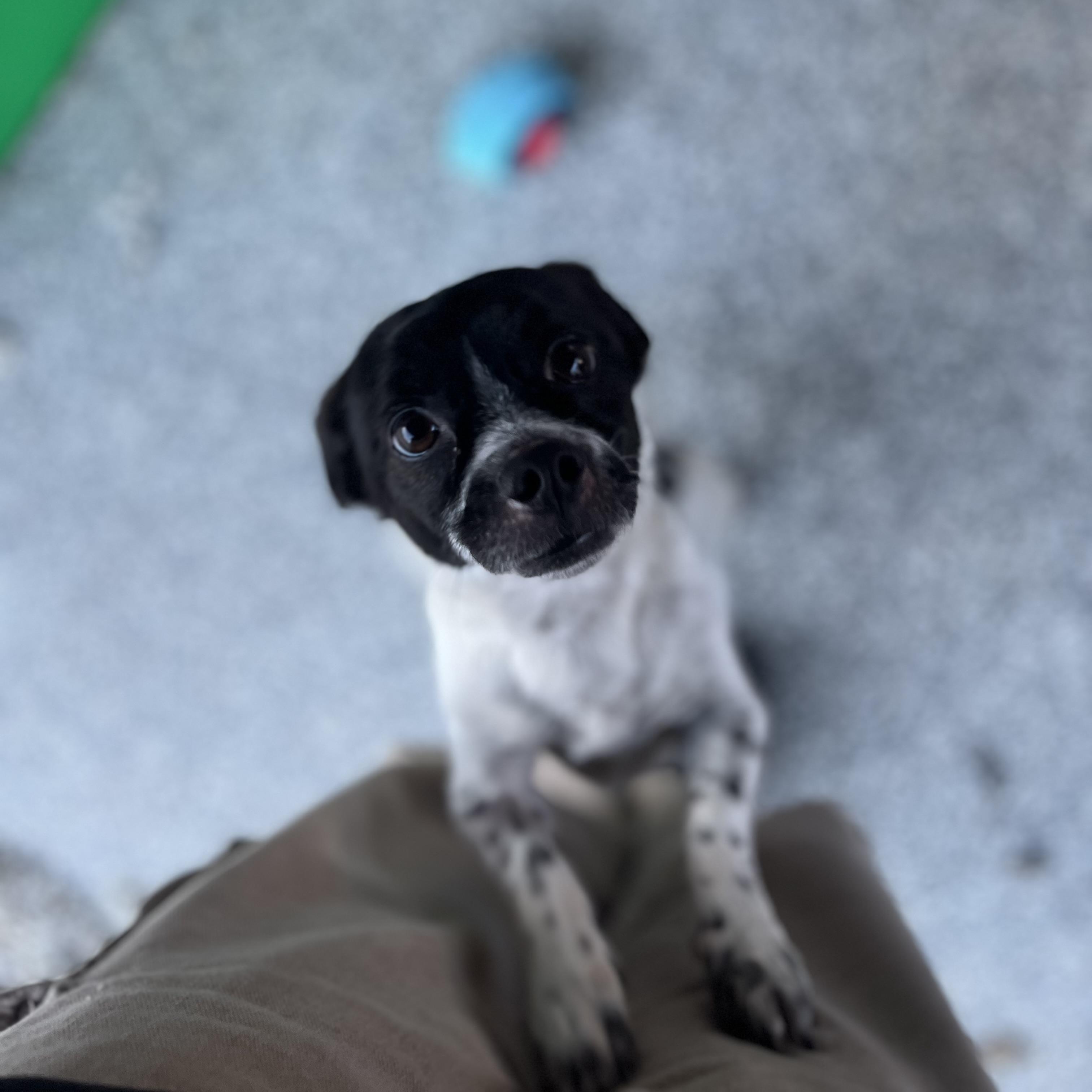 Hubba Babba, a Adoptable mixed breed in Blackstone, MA image 2/6