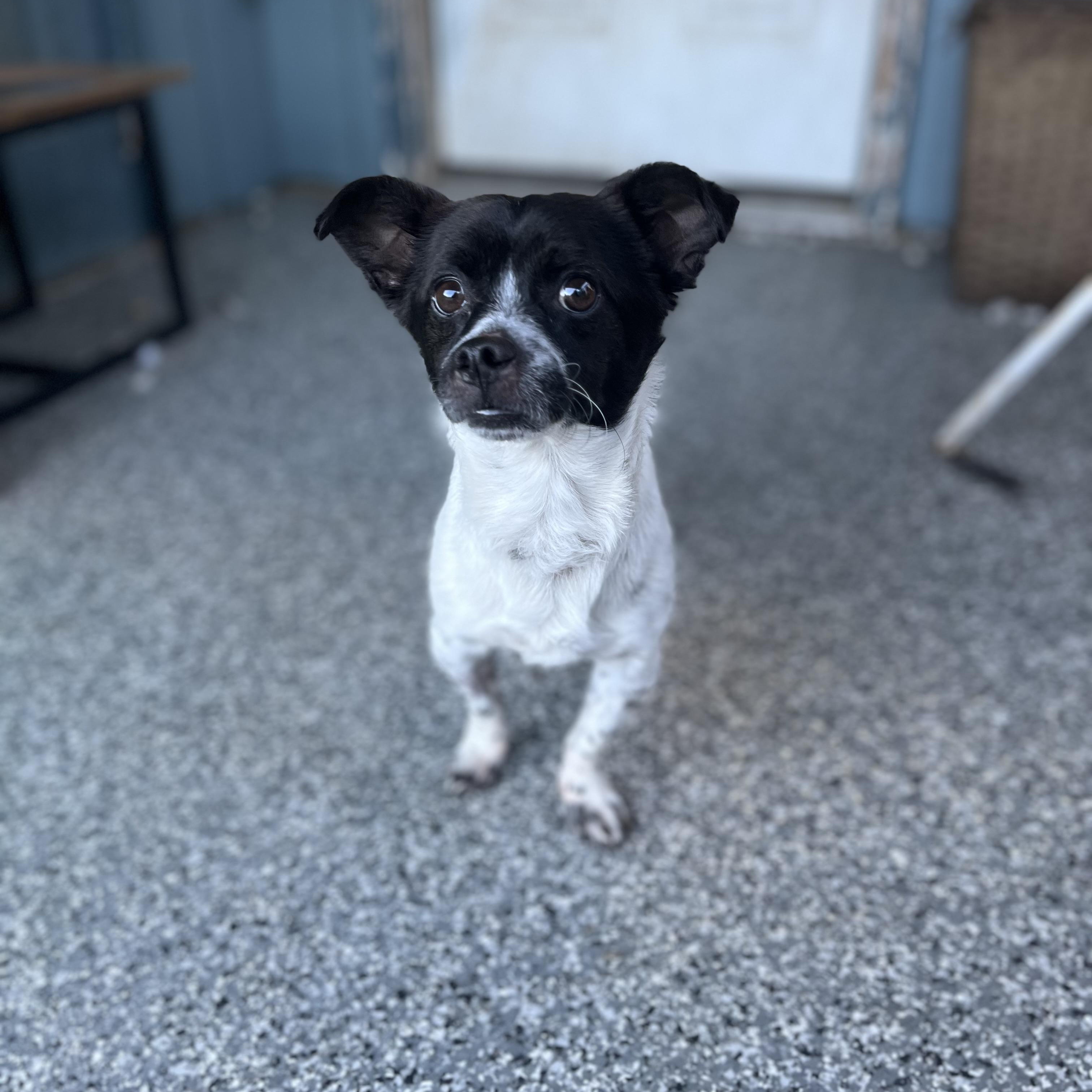Hubba Babba, a Adoptable mixed breed in Blackstone, MA image 6/6