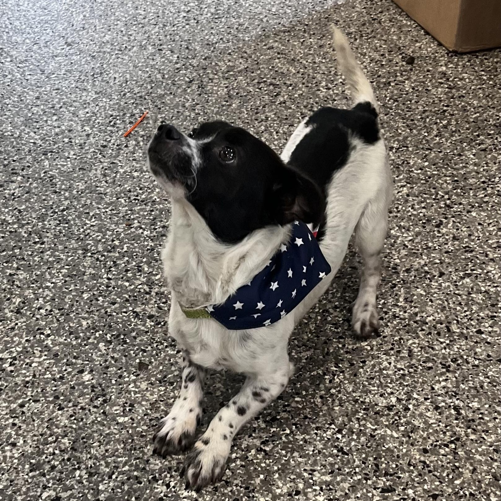 Hubba Babba, a Adoptable mixed breed in Blackstone, MA image 5/6
