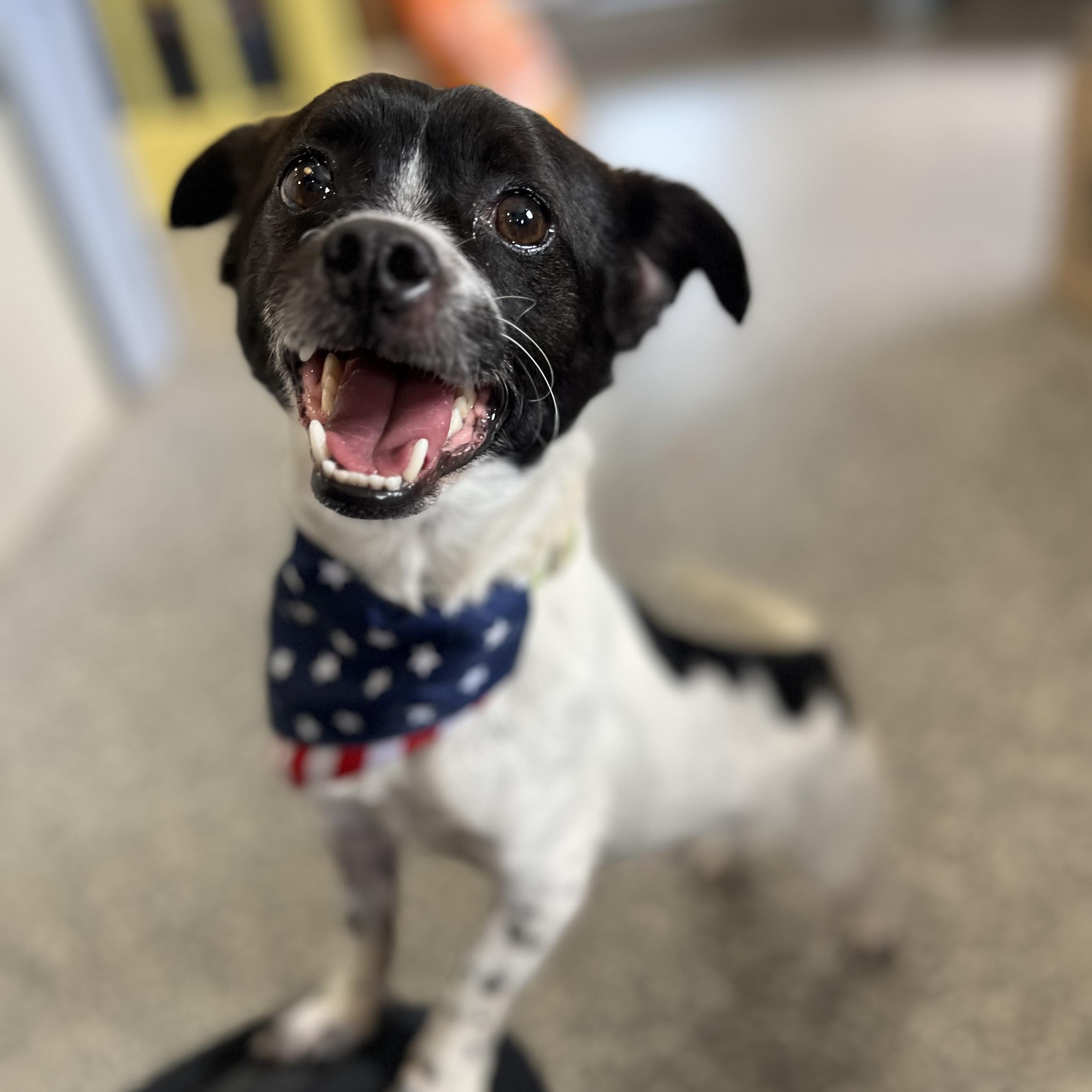 Hubba Babba, Adoptable, Young Male Jack Russell Terrier & Chihuahua.