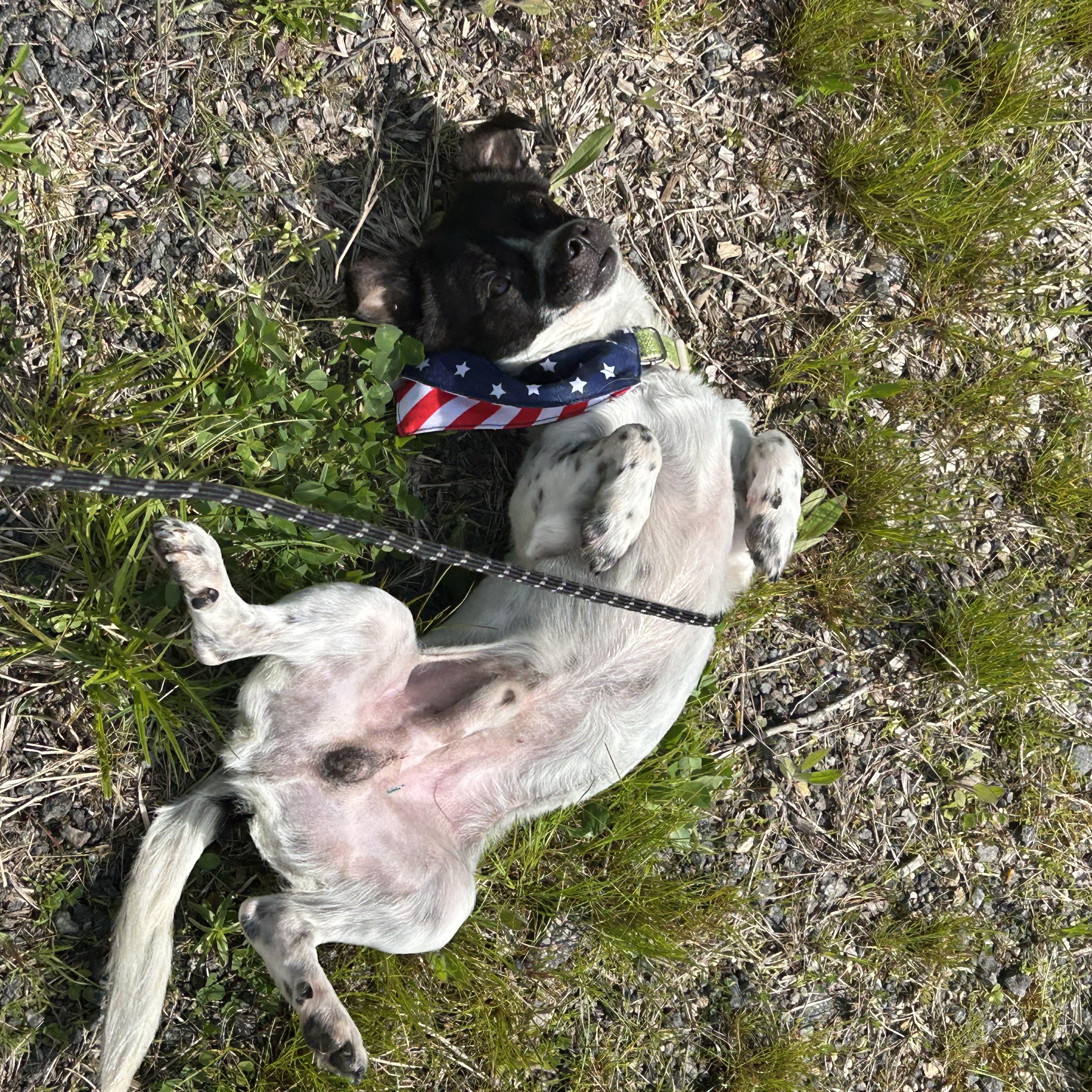 Hubba Babba, a Adoptable mixed breed in Blackstone, MA image 3/6