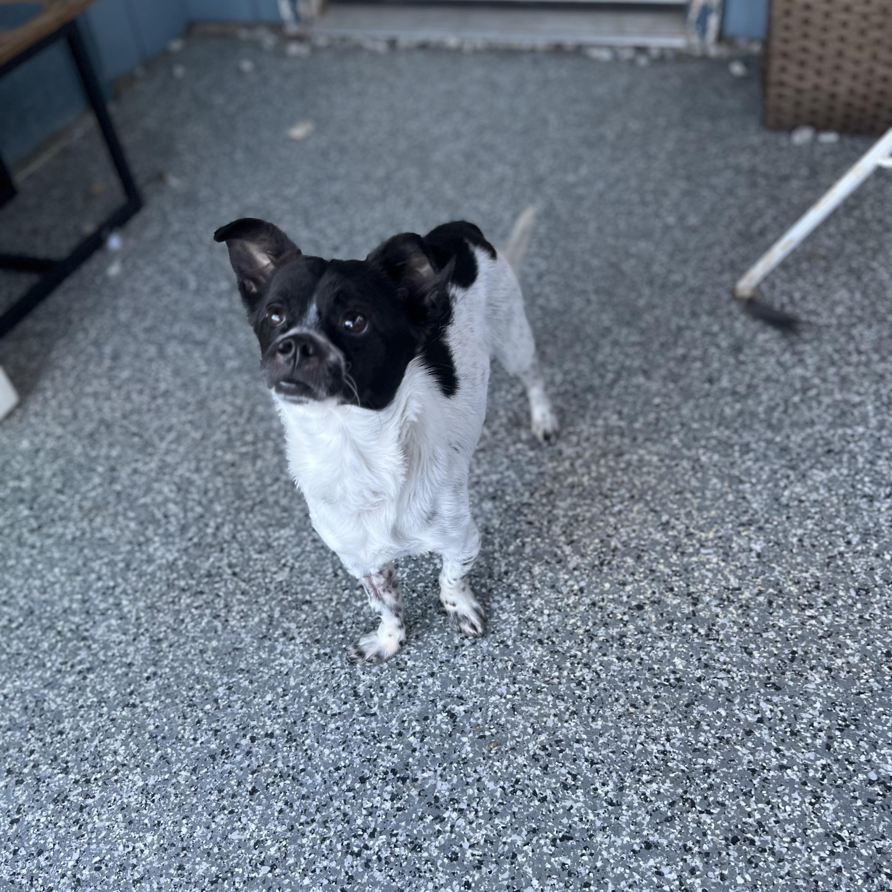 Hubba Babba, a Adoptable mixed breed in Blackstone, MA image 4/6