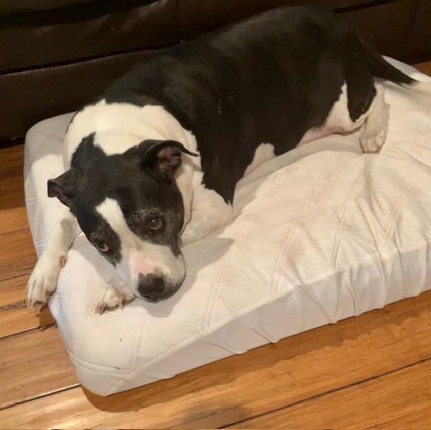 Loveable Lila, a Senior Sweetheart! — thumbnail 2