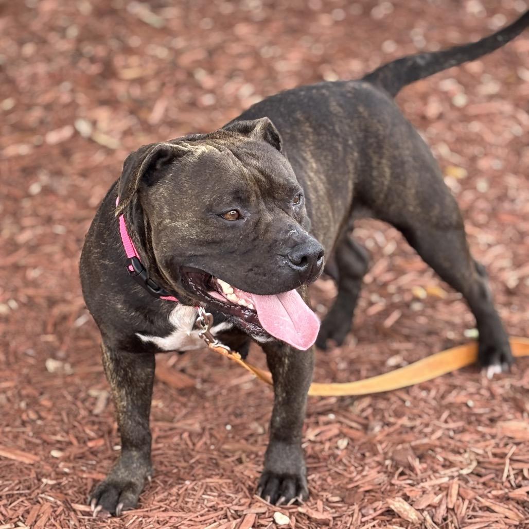 April, Adoptable, Adult Female Mixed Breed.