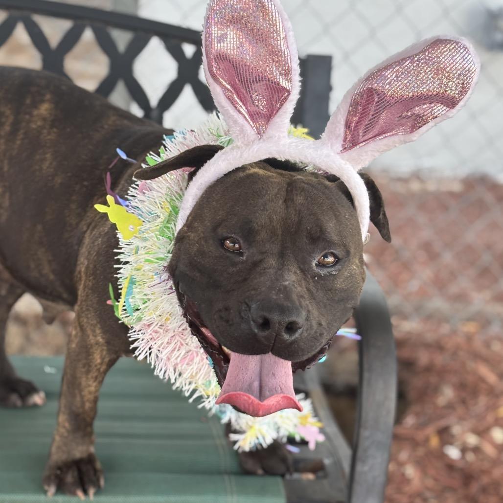 Enlarge April, a Adoptable Mixed Breed in Bronson, FL image 2/6