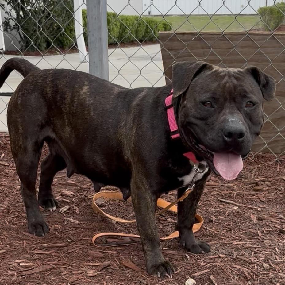 Enlarge April, a Adoptable Mixed Breed in Bronson, FL image 3/6