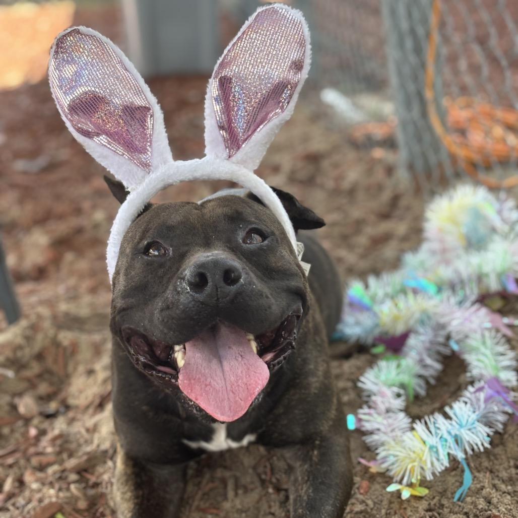 Enlarge April, a Adoptable Mixed Breed in Bronson, FL image 4/6