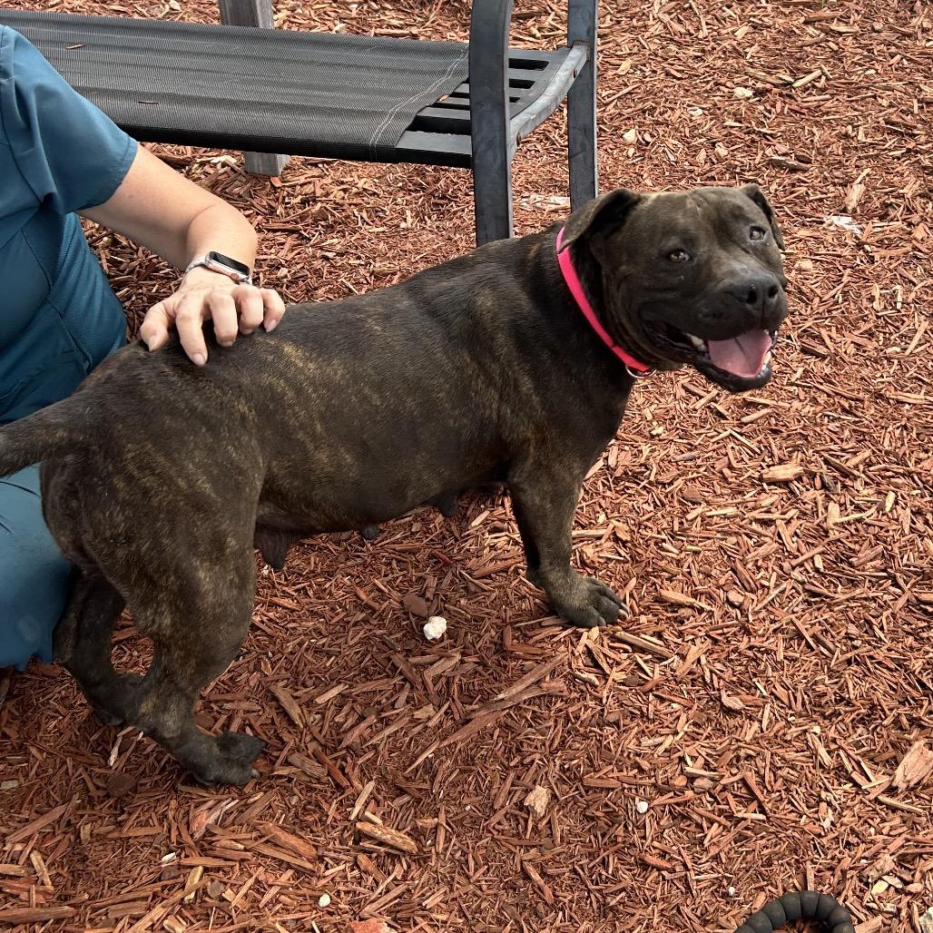 April, a Adoptable Mixed Breed in Bronson, FL image 2/3