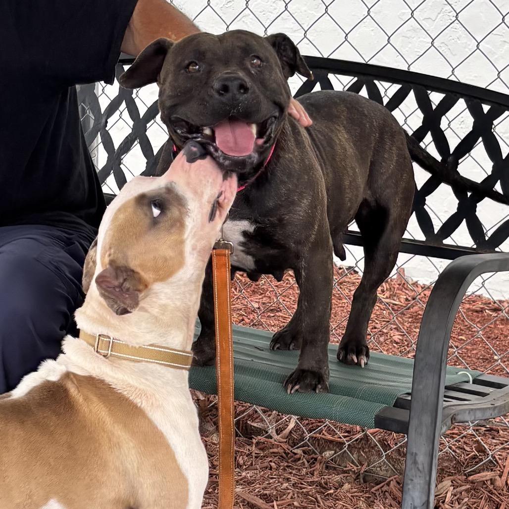 April, a Adoptable Mixed Breed in Bronson, FL image 3/3
