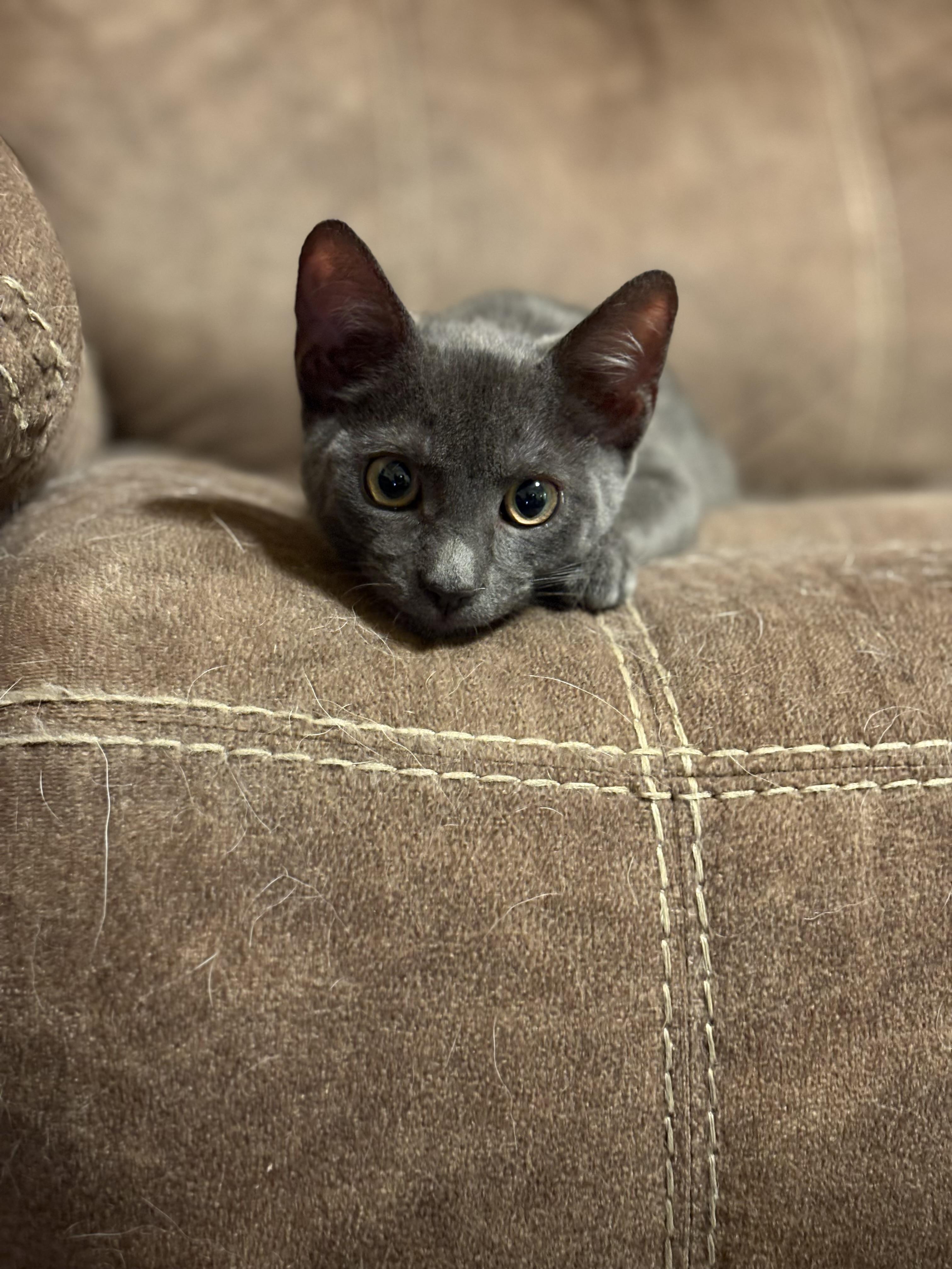 Enlarge Houdini, a Adopted Domestic Short Hair in Northumberland, PA image 2/4