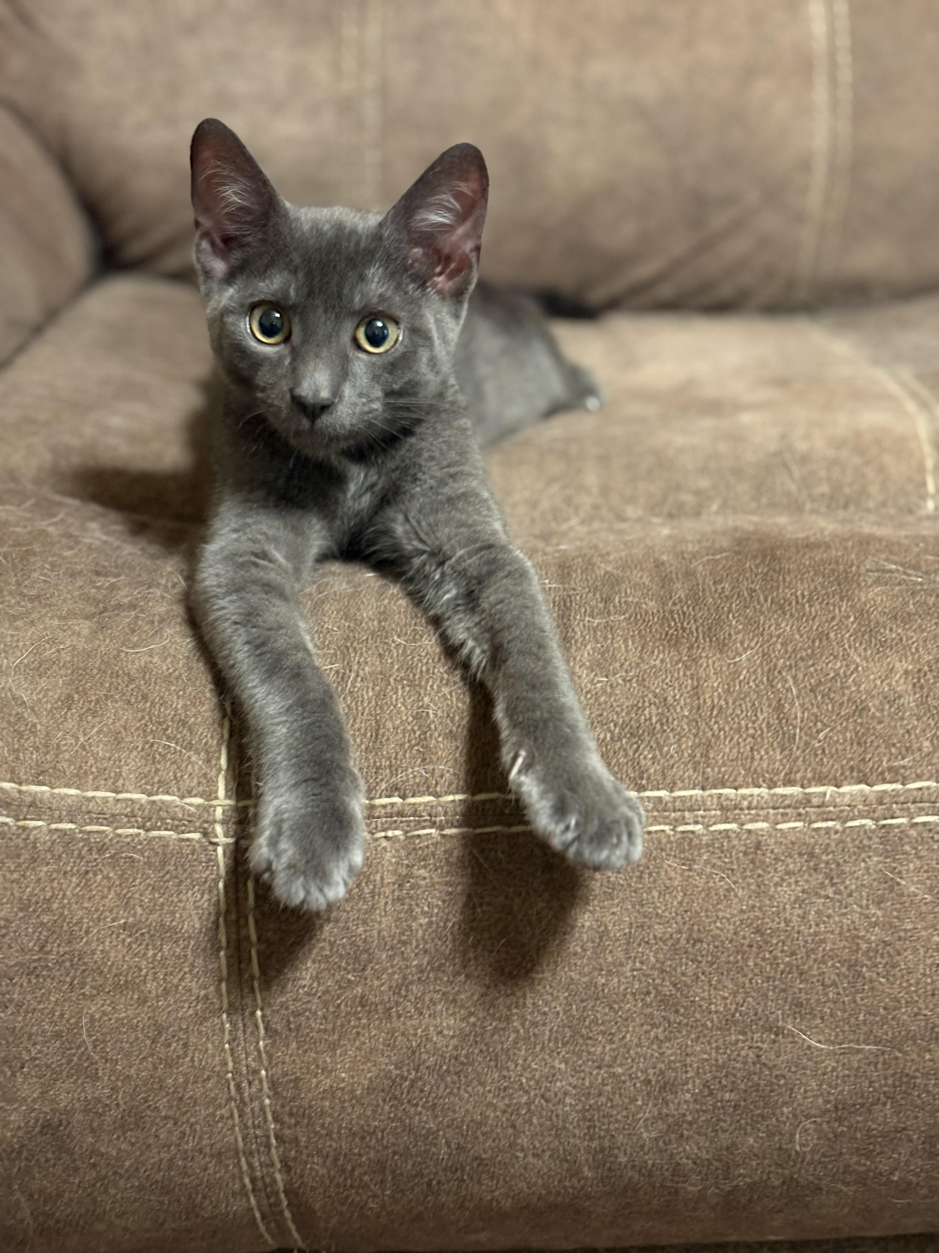 Enlarge Houdini, a Adopted Domestic Short Hair in Northumberland, PA image 1/4