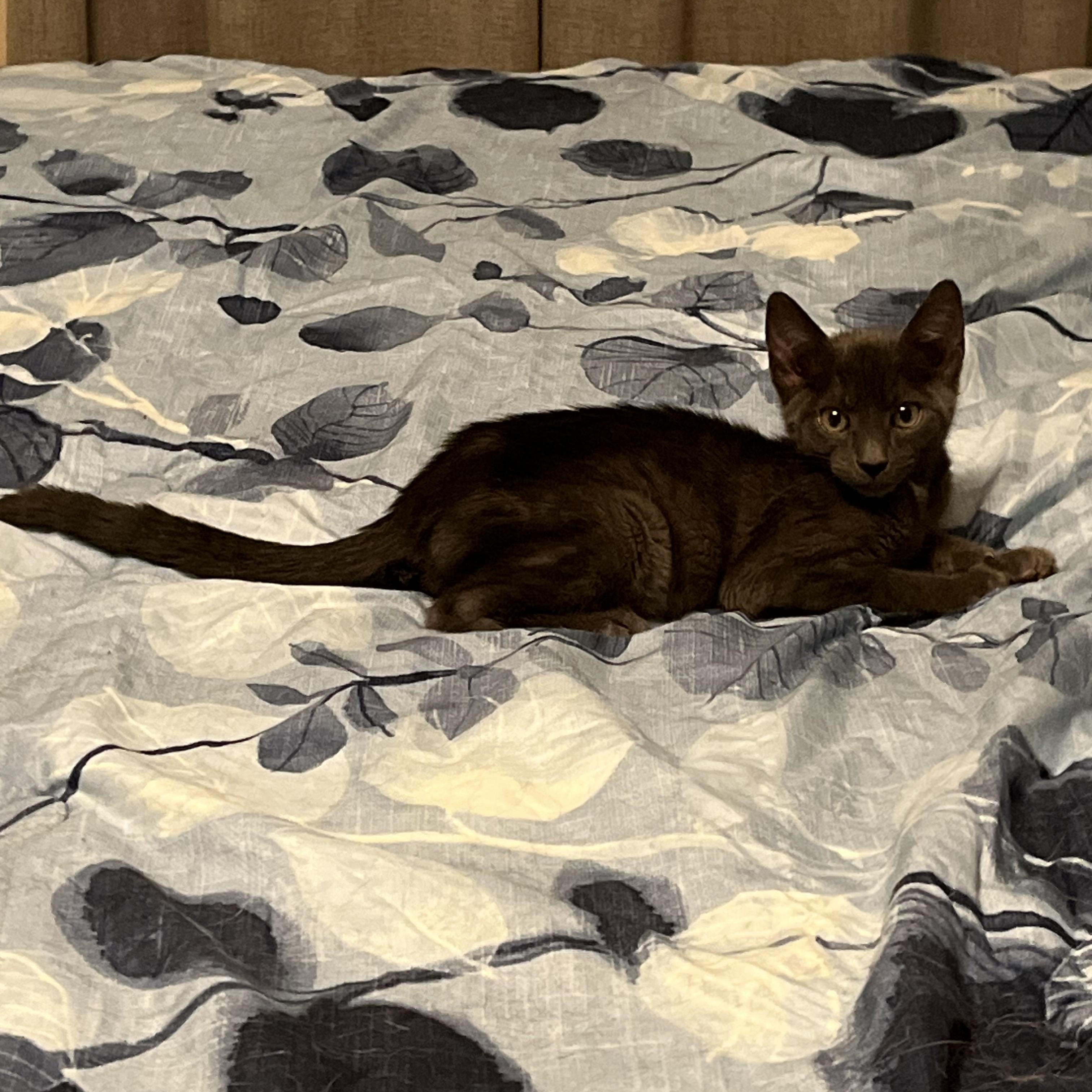 Enlarge Houdini, a Adopted Domestic Short Hair in Northumberland, PA image 3/4