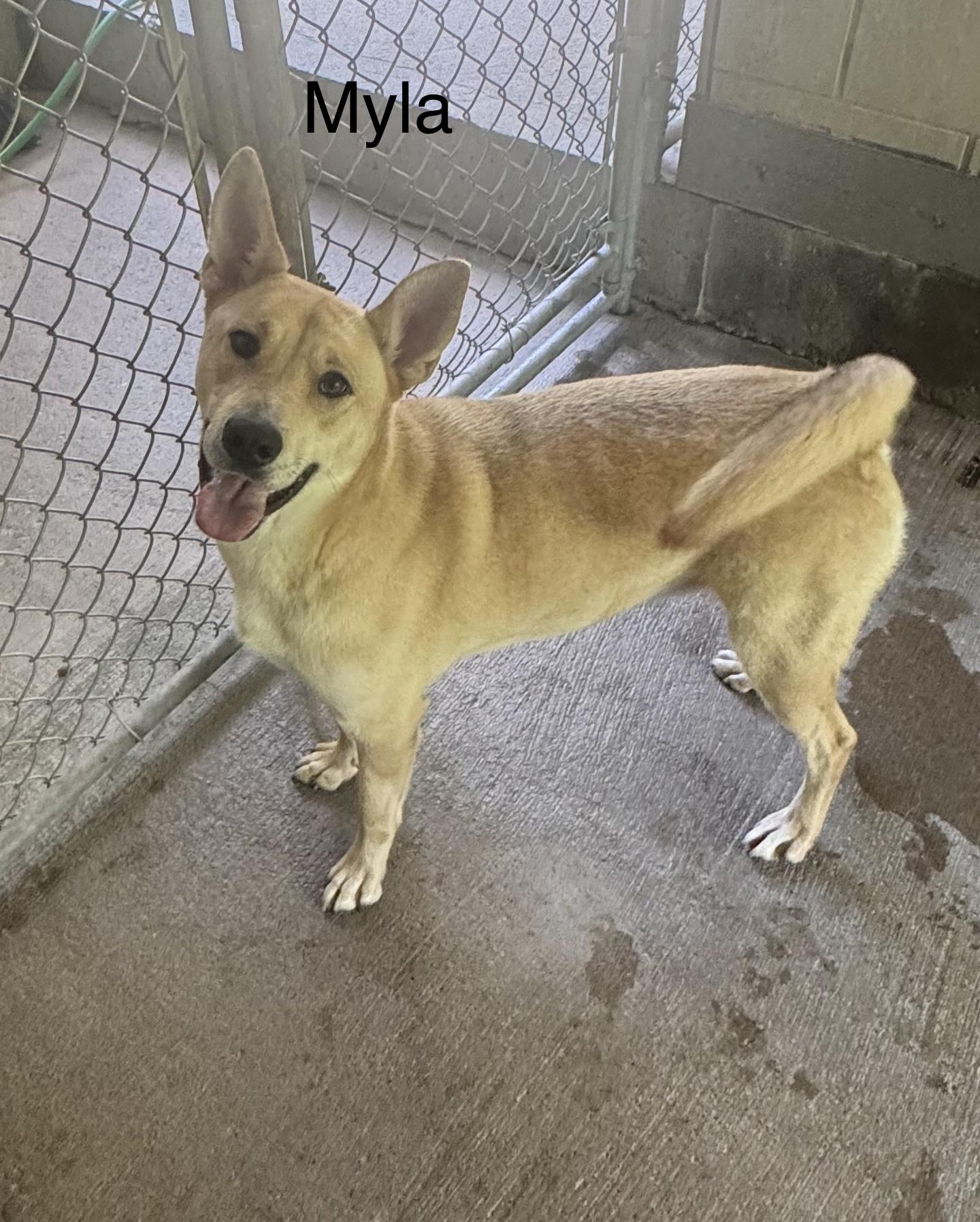 Myla, Adoptable, Young Female German Shepherd Dog & Labrador Retriever.