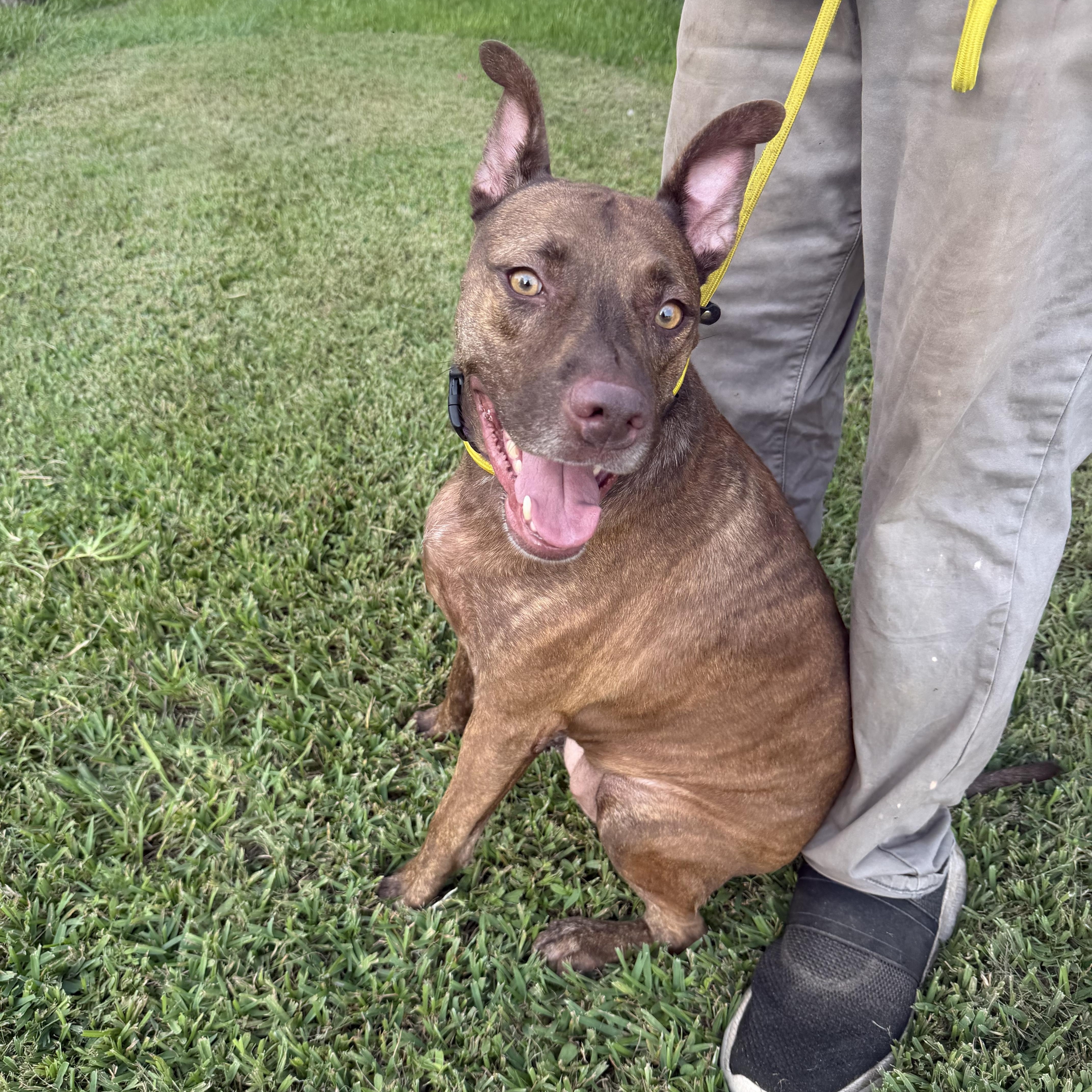 Enlarge Strawberry Shortcake - Local Aug 21-23, a ADOPTABLE mixed breed in Westerly, RI image 2/2