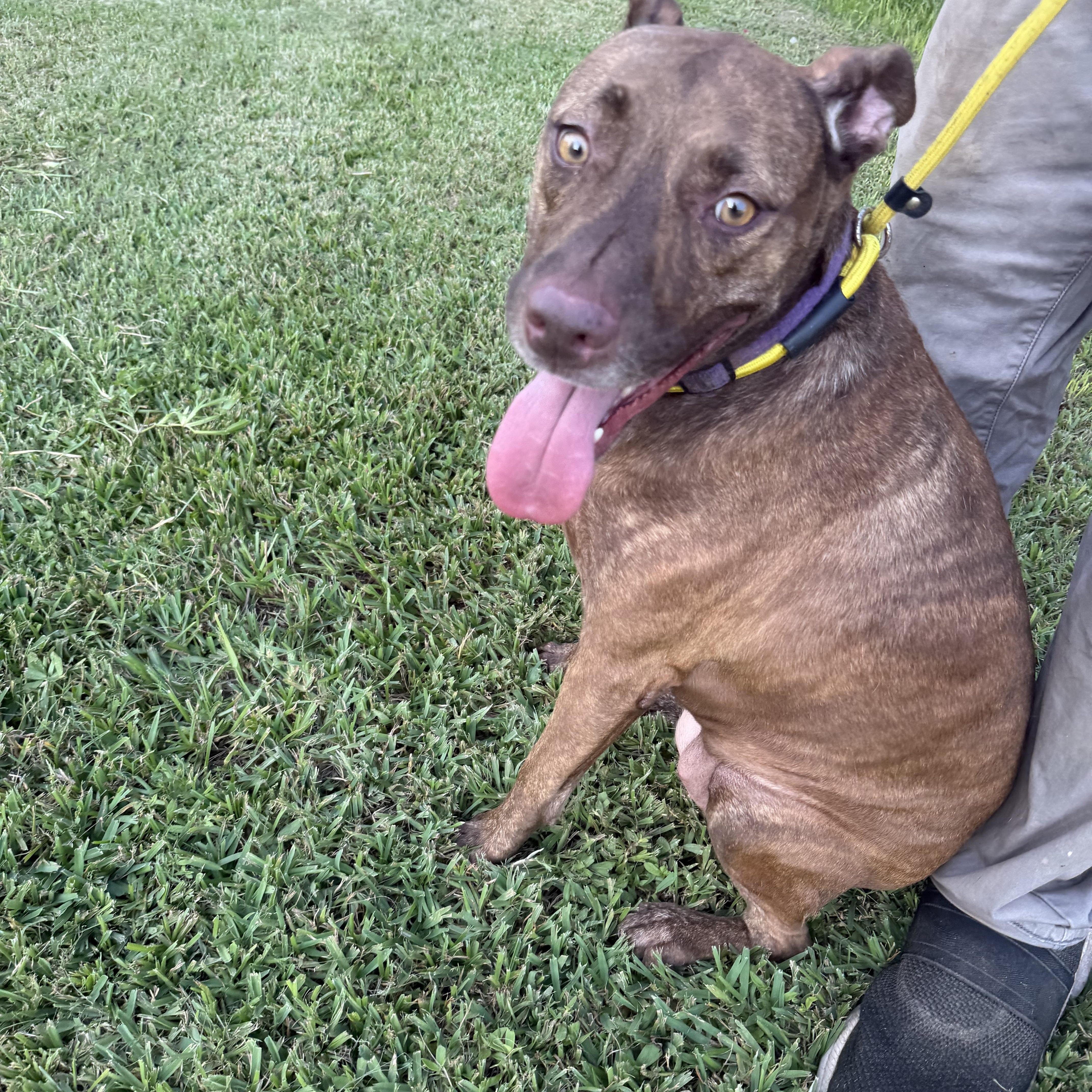 Strawberry Shortcake - Local Aug 21-23, ADOPTABLE, Adult Female American Staffordshire Terrier & Labrador Retriever.