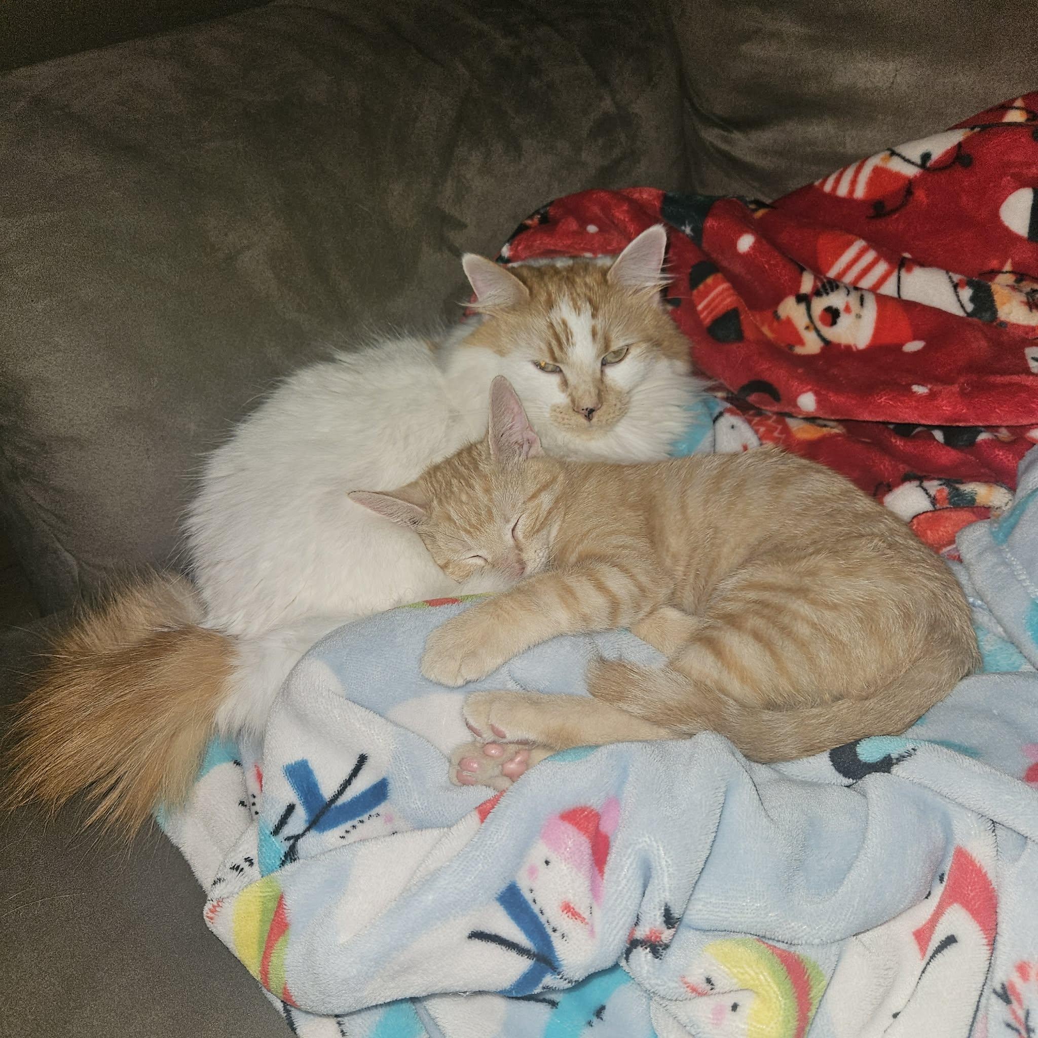 Enlarge RANGO , an adopted mixed breed in Fletcher, OK image 3/5