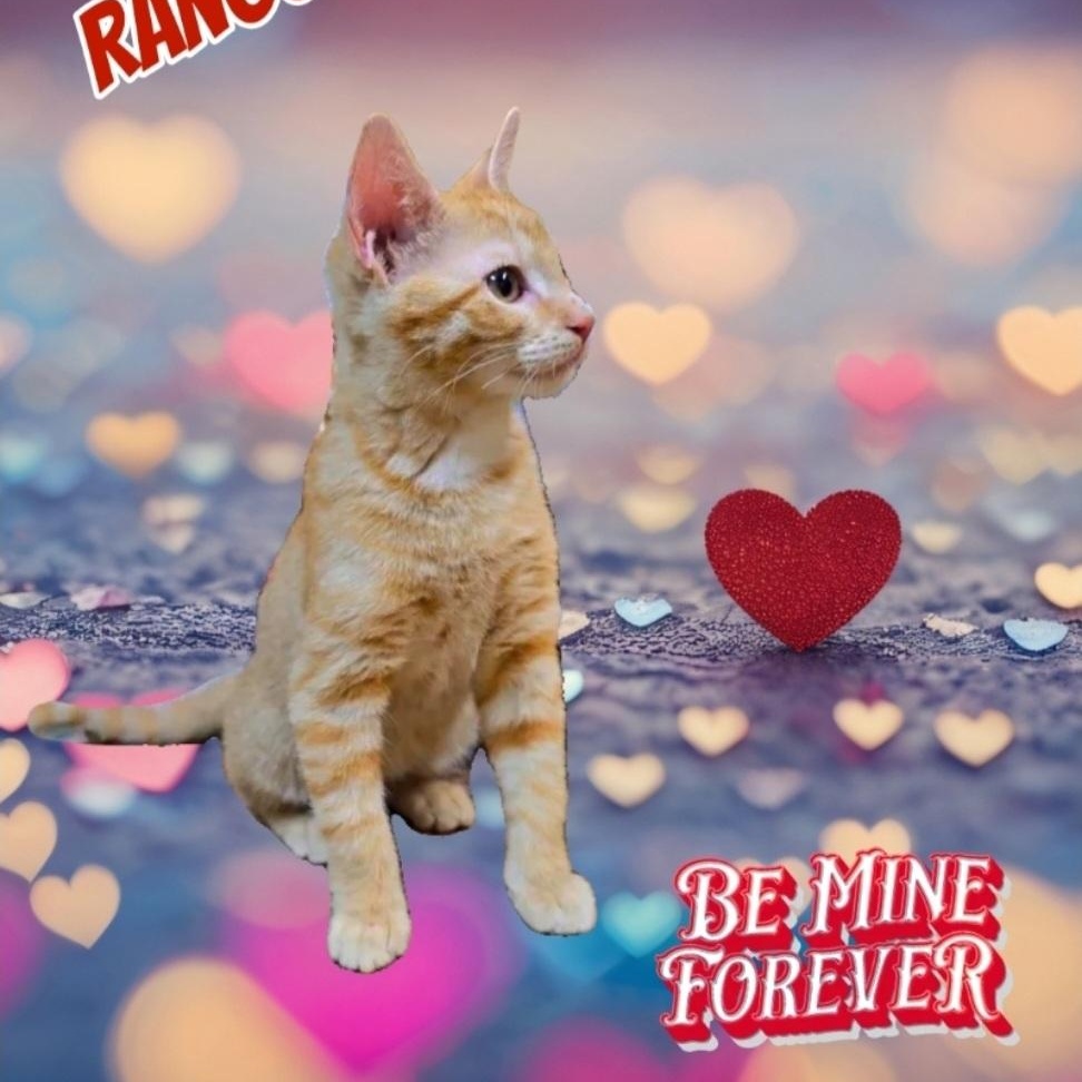 RANGO , adopted, Young Male Domestic Short Hair & Tabby.