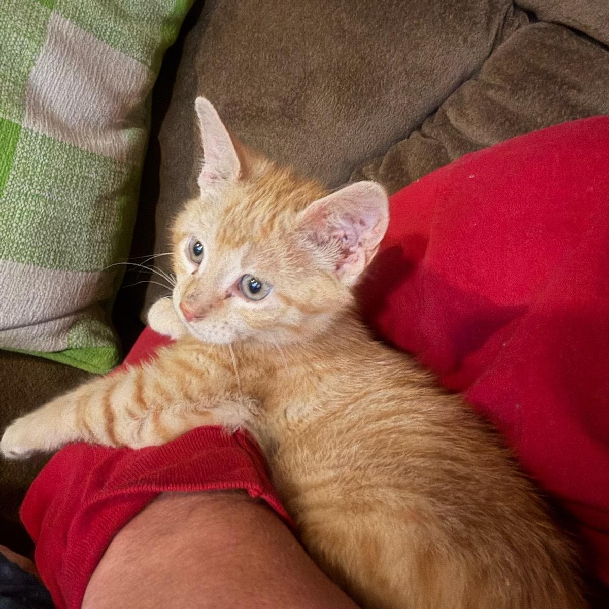 Enlarge RANGO , an adopted mixed breed in Fletcher, OK image 2/5