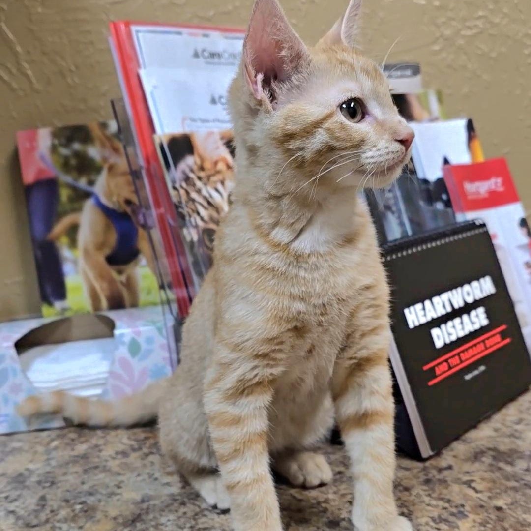 Enlarge RANGO , an adopted mixed breed in Fletcher, OK image 5/5