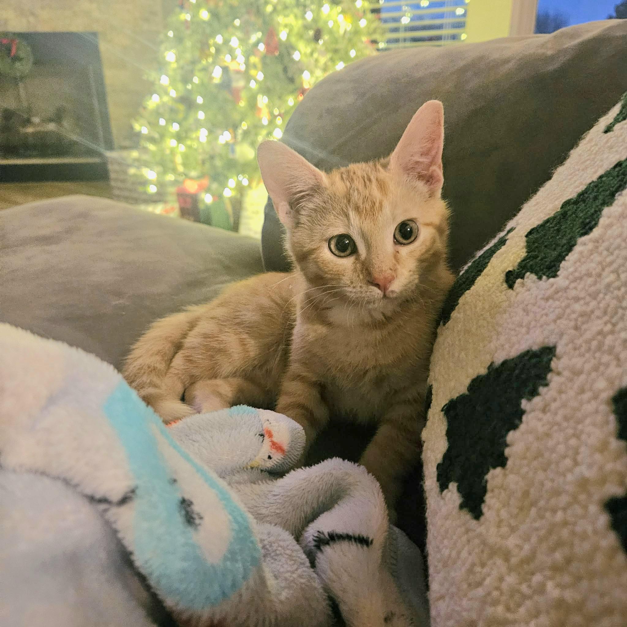 Enlarge RANGO , an adopted mixed breed in Fletcher, OK image 4/5