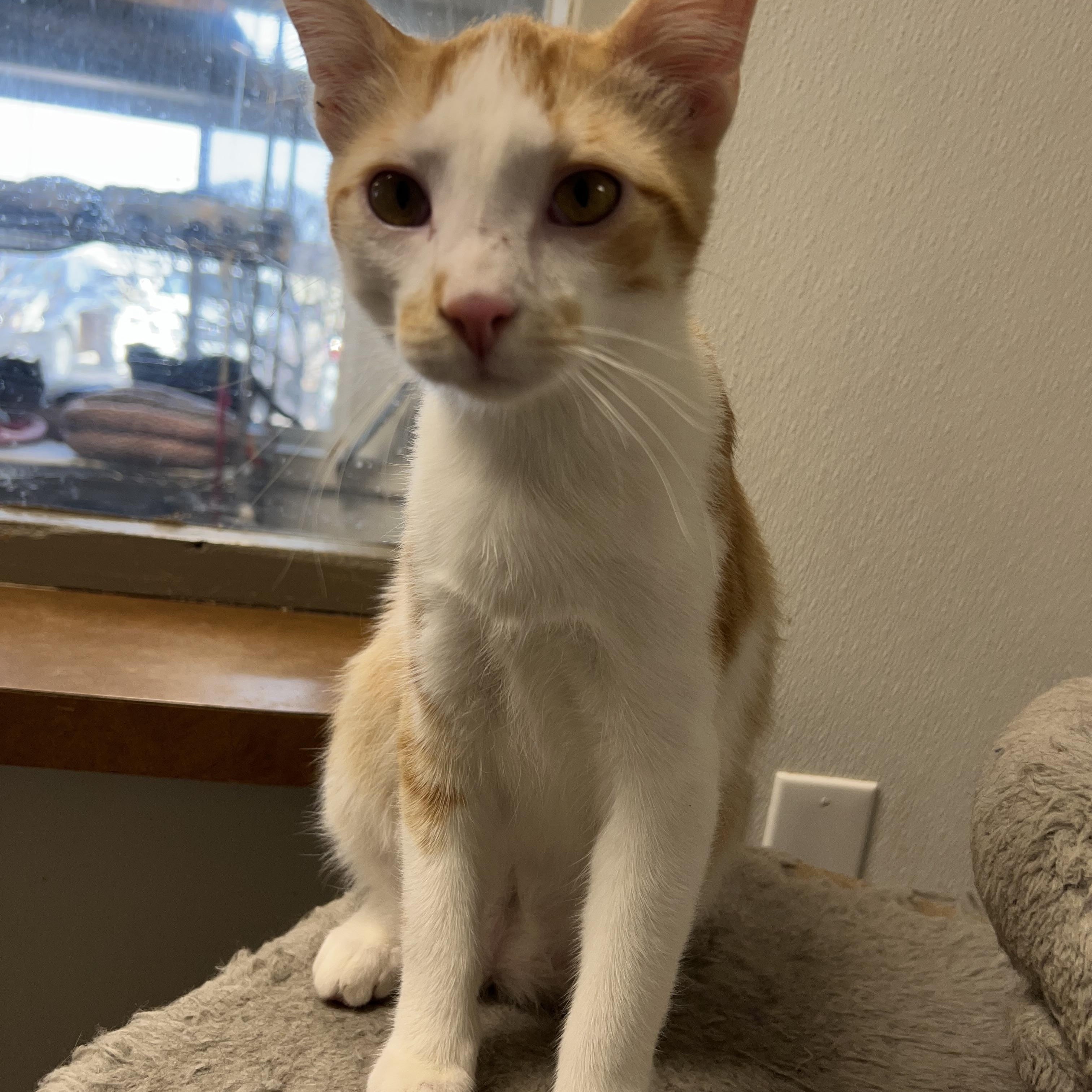 Enlarge Konrad, a Adoptable mixed breed in Spencer, IA image 1/1