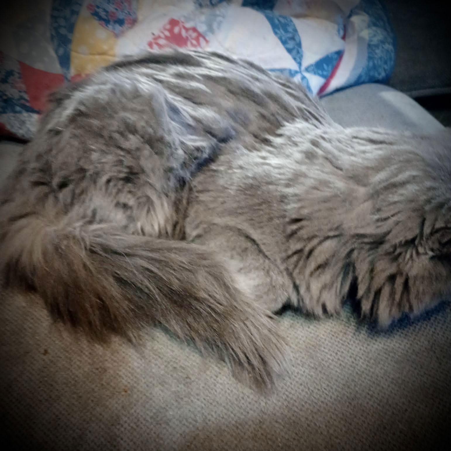 Enlarge Picasso (Gray Fluffy Male), a Adoptable Russian Blue in Piedmont, MO image 2/3