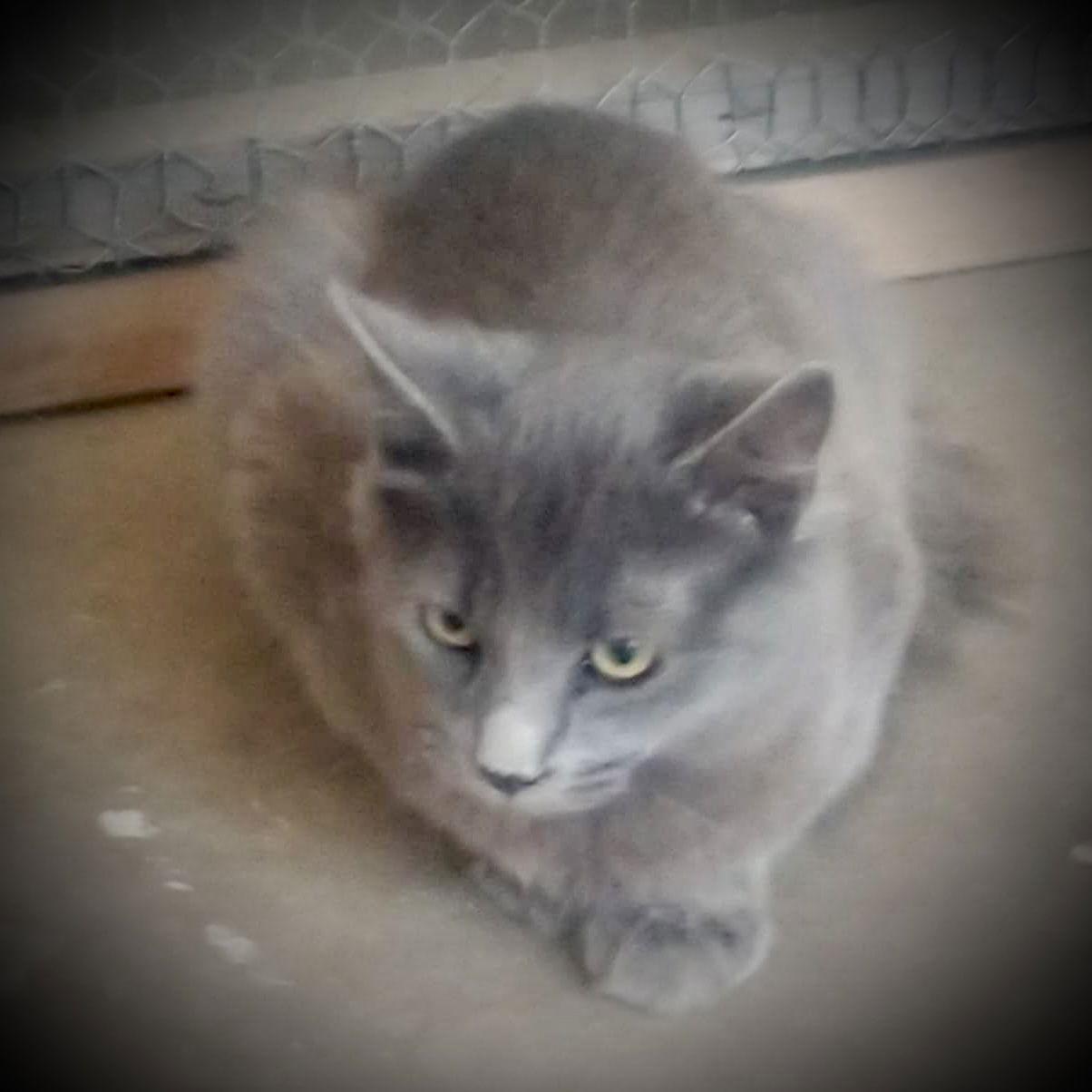 Enlarge Picasso (Gray Fluffy Male), a Adoptable Russian Blue in Piedmont, MO image 3/3
