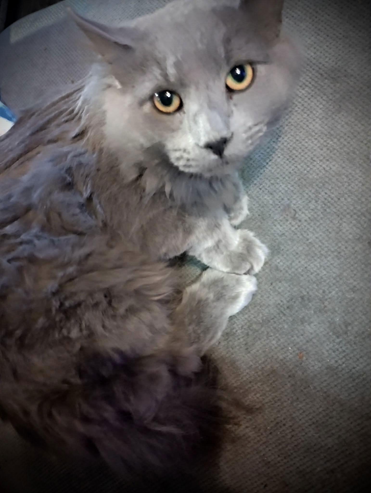 Enlarge Picasso (Gray Fluffy Male), a Adoptable Russian Blue in Piedmont, MO image 1/3