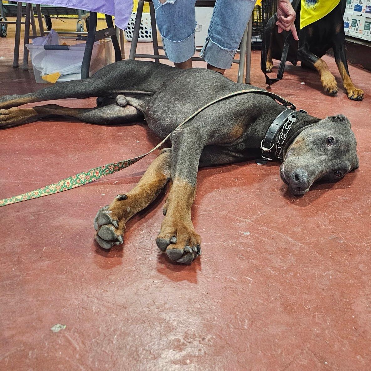 Steel, a Adoptable Doberman Pinscher in Harahan, LA image 2/2