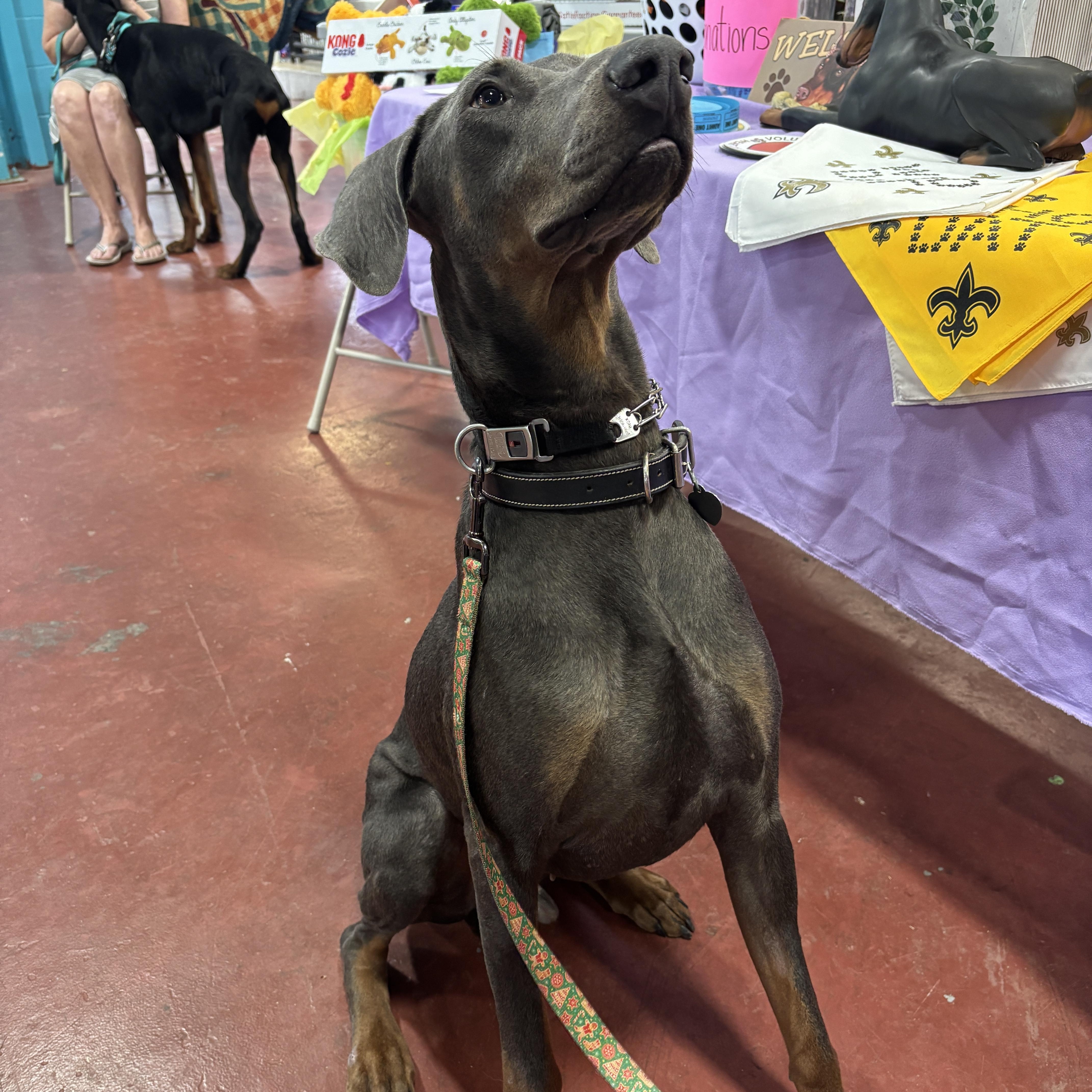 Steel, Adoptable, Adult Male Doberman Pinscher.