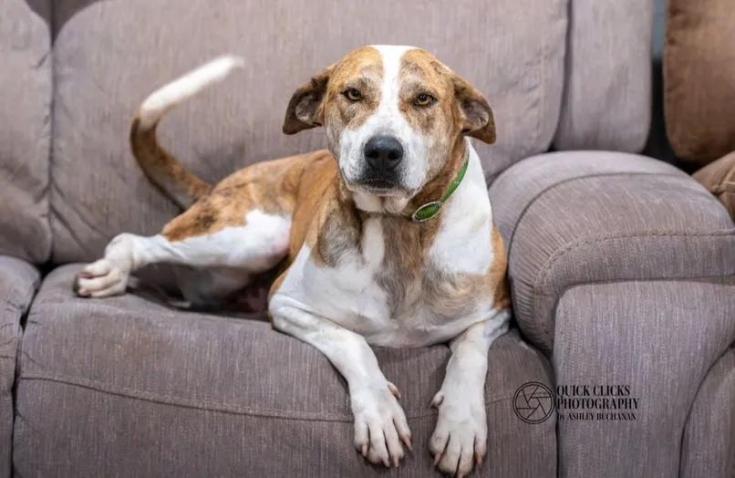 Enlarge Willow, a ADOPTABLE mixed breed in Brazoria, TX image 1/1