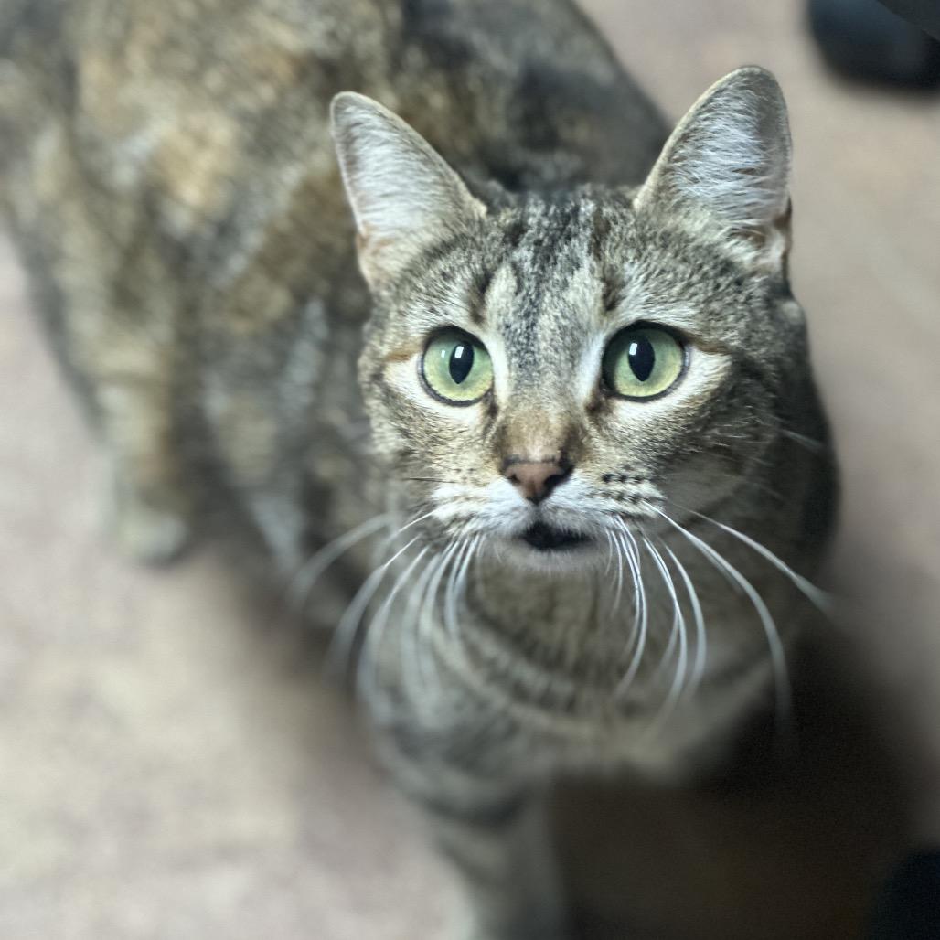 Mothership, Adoptable, Adult Female Domestic Medium Hair.