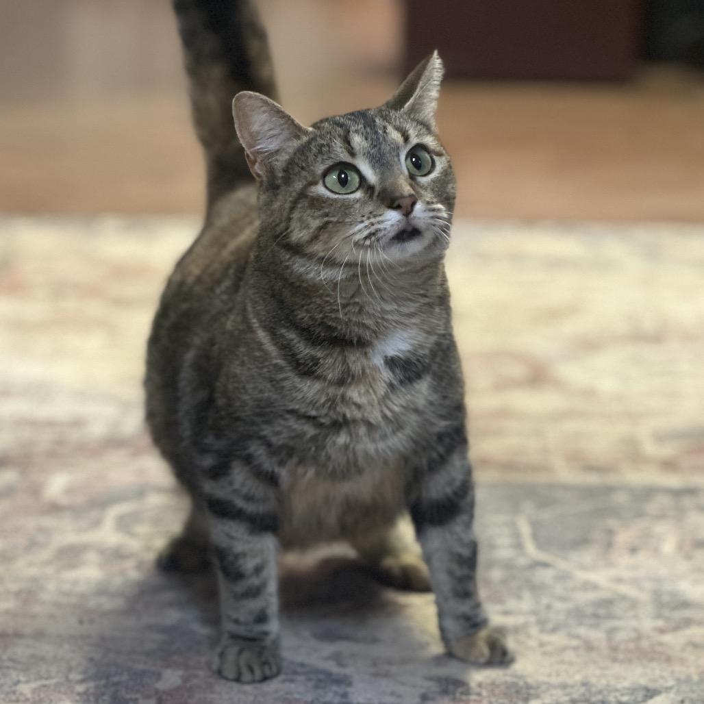 Enlarge Mothership, a Adoptable Domestic Medium Hair in Clarksville, AR image 2/6