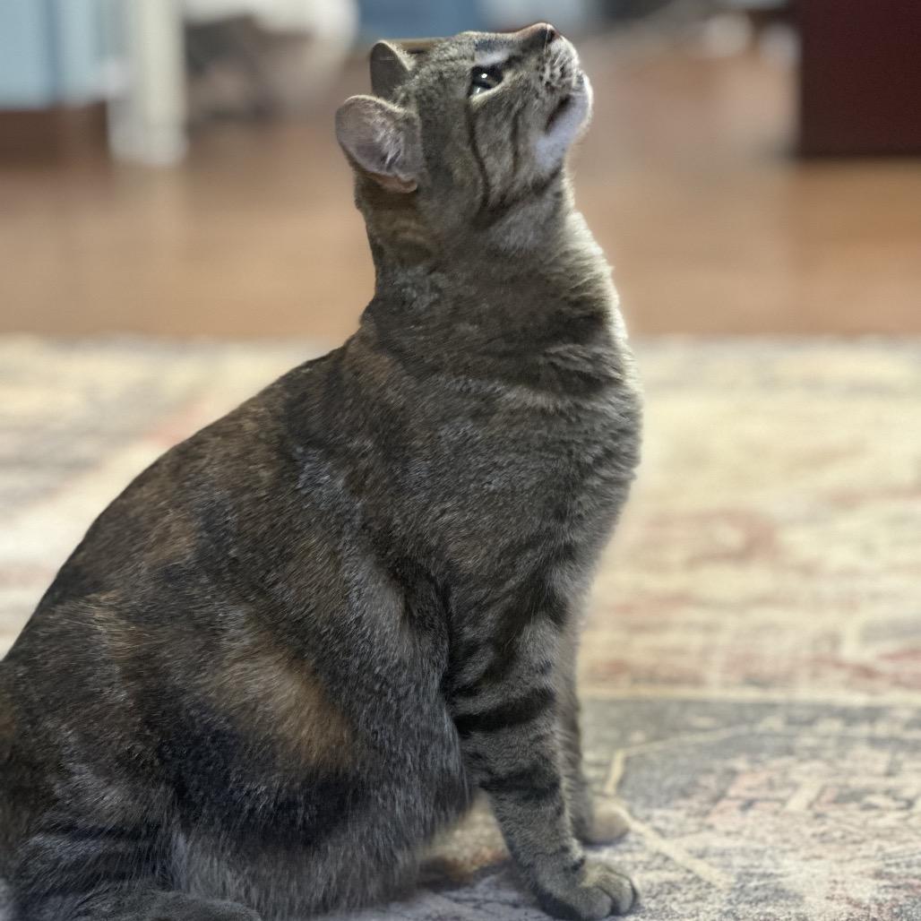 Enlarge Mothership, a Adoptable Domestic Medium Hair in Clarksville, AR image 3/6