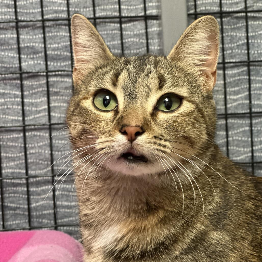 Enlarge Mothership, a Adoptable Domestic Medium Hair in Clarksville, AR image 4/6