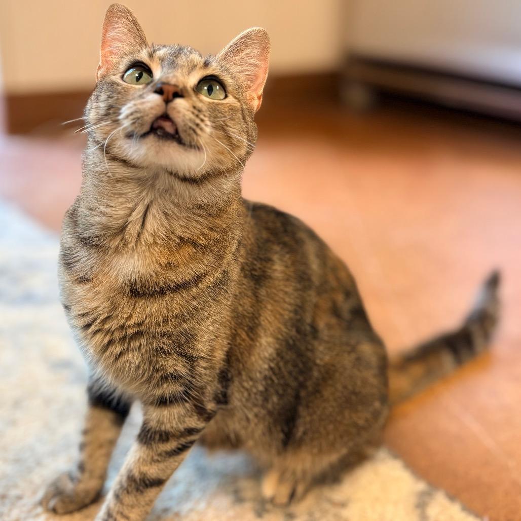 Enlarge Mothership, a Adoptable Domestic Medium Hair in Clarksville, AR image 5/6