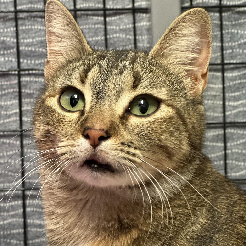 Enlarge Mothership, a Adoptable Domestic Medium Hair in Clarksville, AR image 6/6