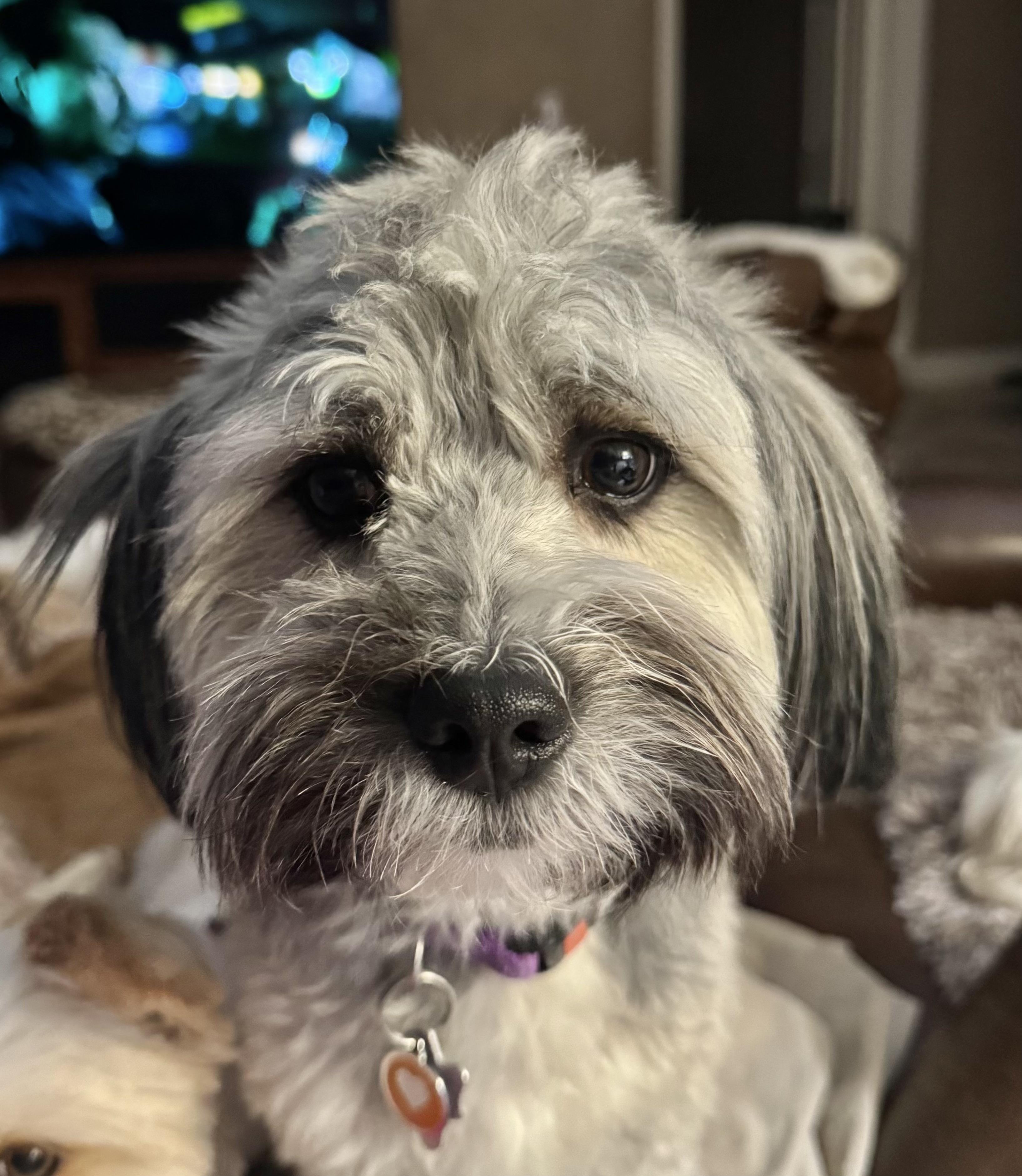 Fonzi Turner, a Adoptable Havanese in Plano, TX image 1/4